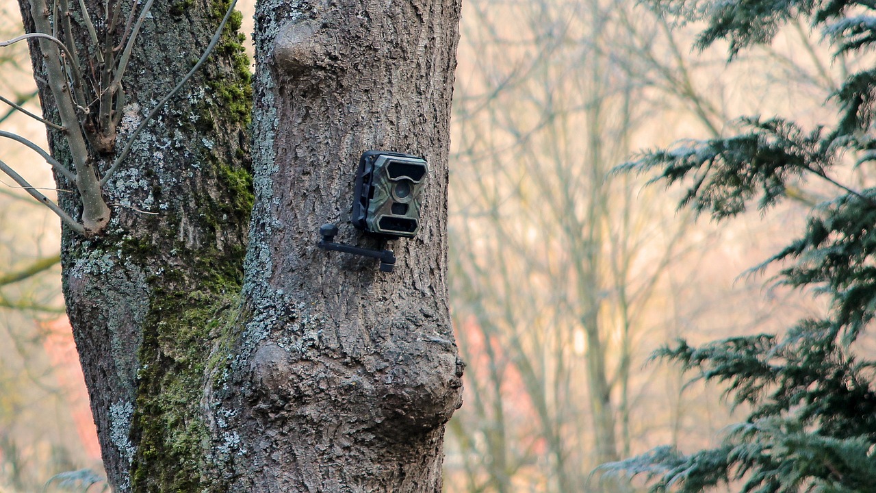 Wildlife Camera in Tree