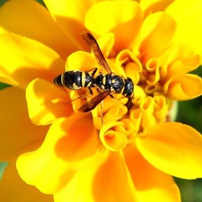 Wasp on Yellow Flower