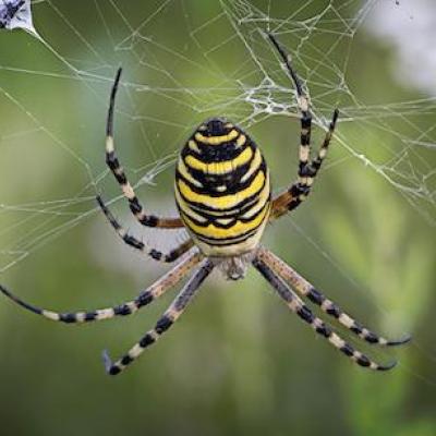 Yellow Garden Spider