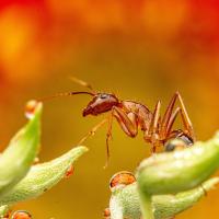 European Fire Ant
