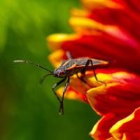 Boxelder Bettle