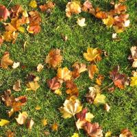 Fall Foilage
