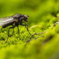 Black Fly Sitting on Moss
