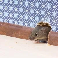 rodent_in_wall.