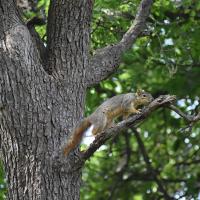Squirrel Climbing on Branch