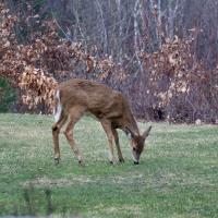 White-Tailed Deer