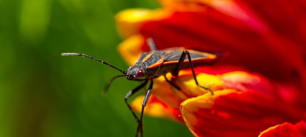 Boxelder Bettle