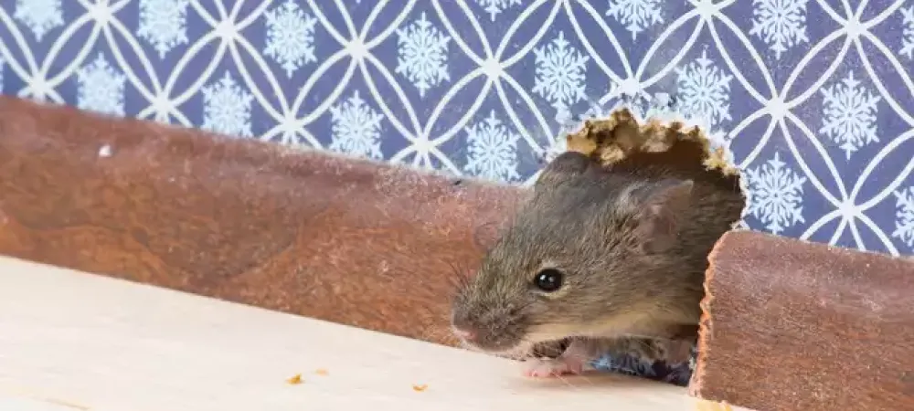 rodent_in_wall.