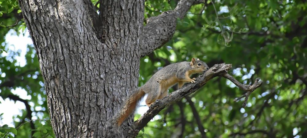 Squirrel Climbing on Branch