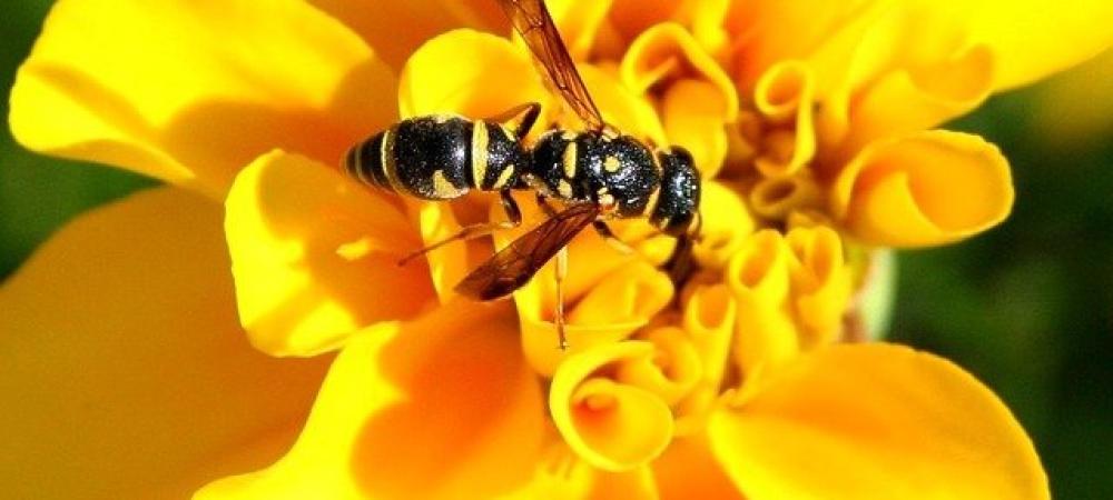 Wasp on Yellow Flower