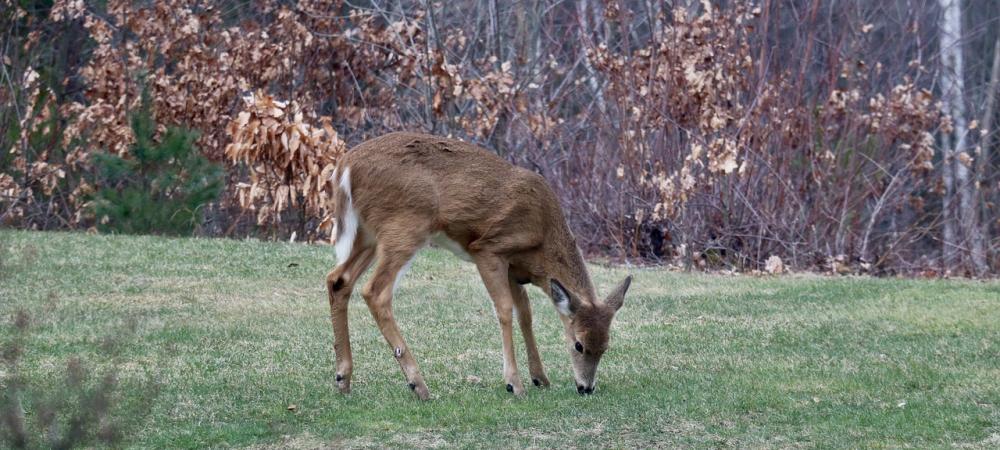 White-Tailed Deer