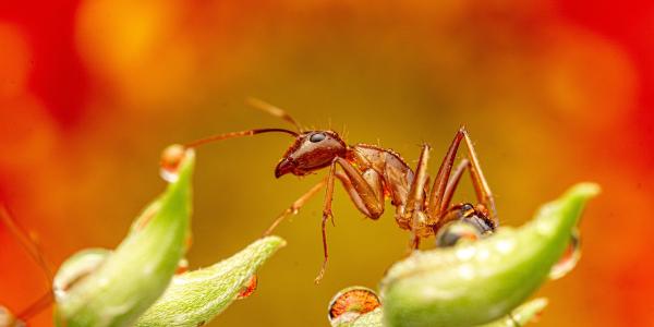 European Fire Ant