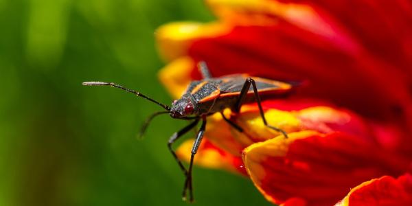 Boxelder Bettle