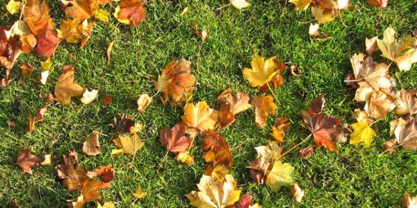 Fall Foilage