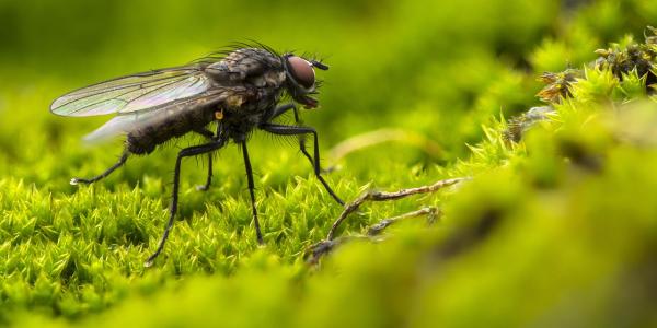Black Fly Sitting on Moss