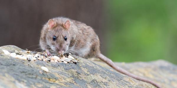 Norway Rat Eating Seeds