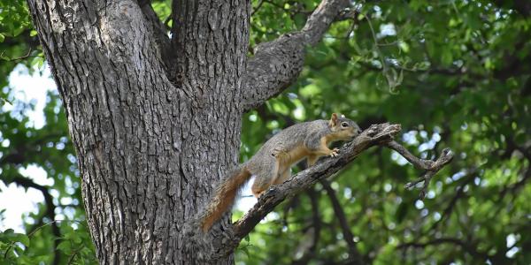 Squirrel Climbing on Branch