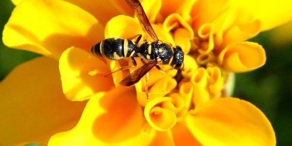 Wasp on Yellow Flower