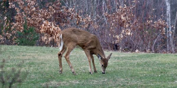 White-Tailed Deer