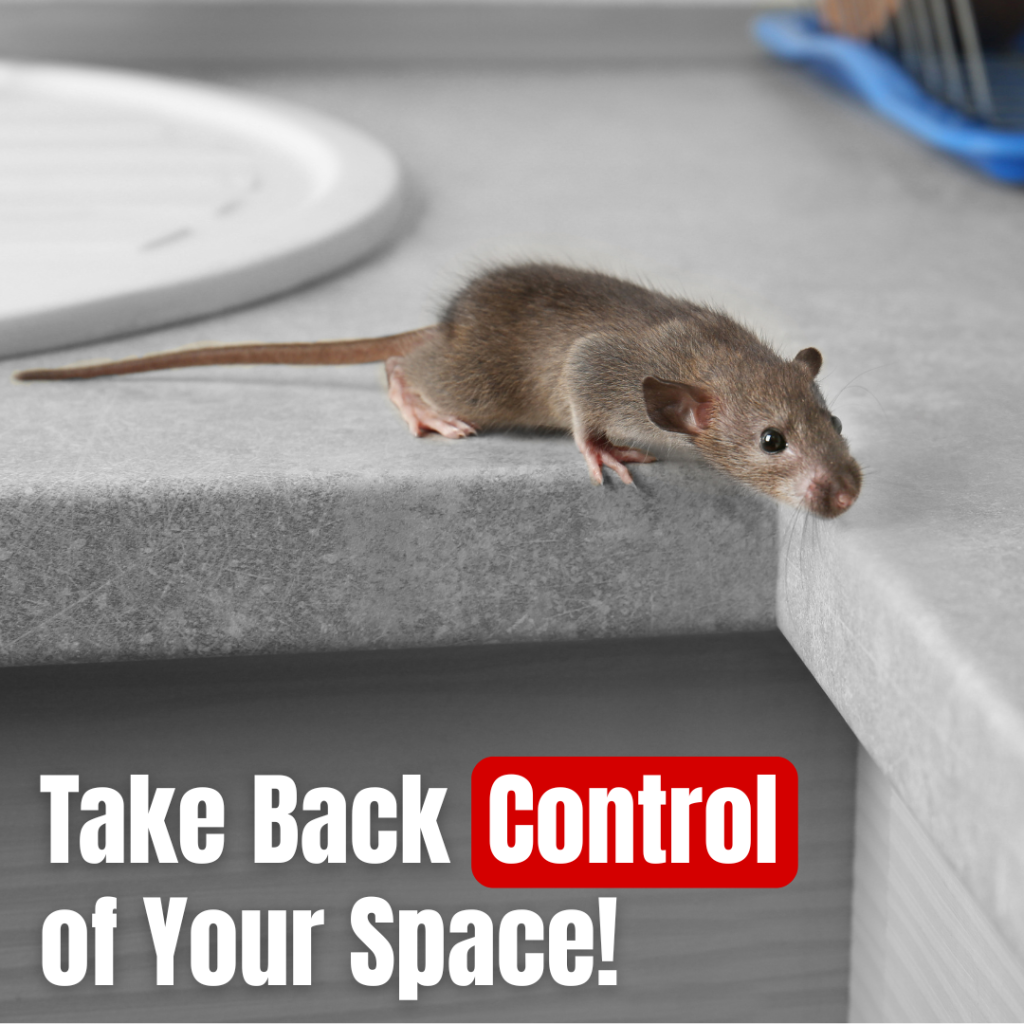 Mouse exterminator in Calgary inspecting property