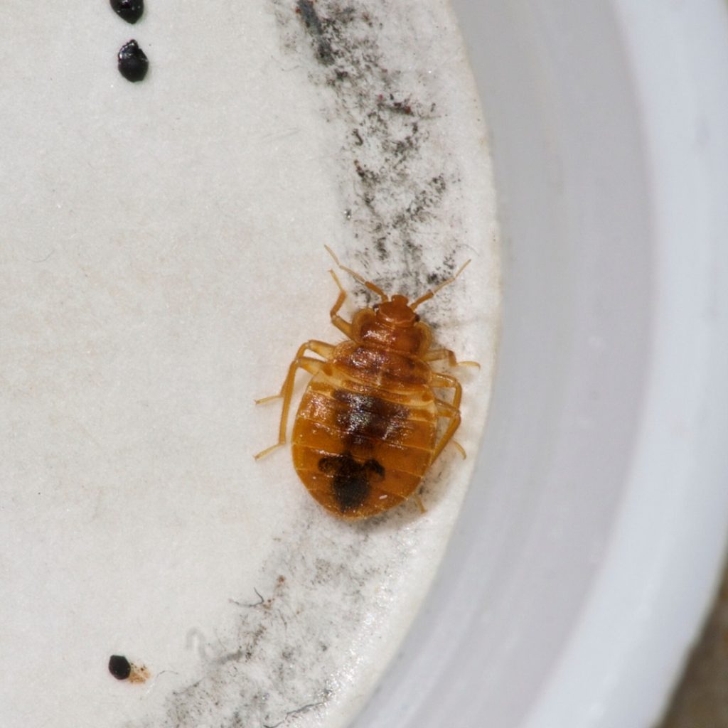 Professional bed bug treatment and heat extermination process in Calgary