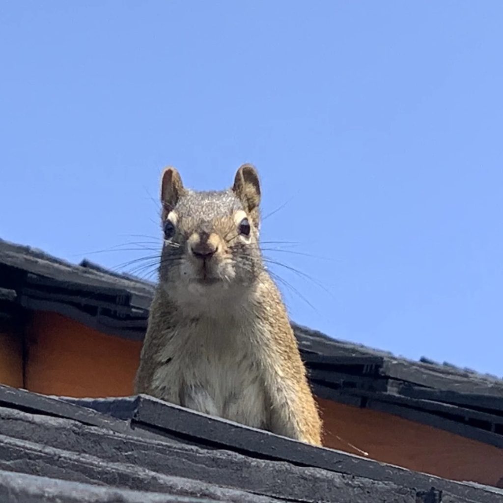 Professional wildlife control and attic animal removal in Calgary homes