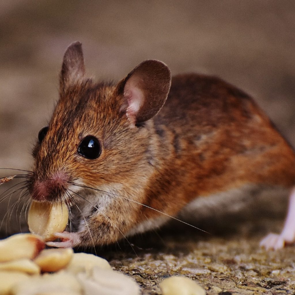 Professional mice and rodent extermination service in Calgary homes