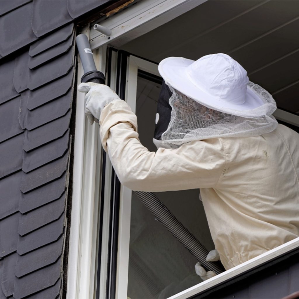 Stinging insect nest removal and control service in Calgary homes