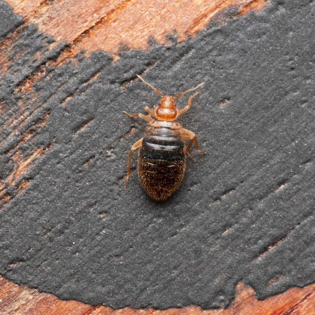 Bed bug inspection and treatment process in Calgary apartment buildings