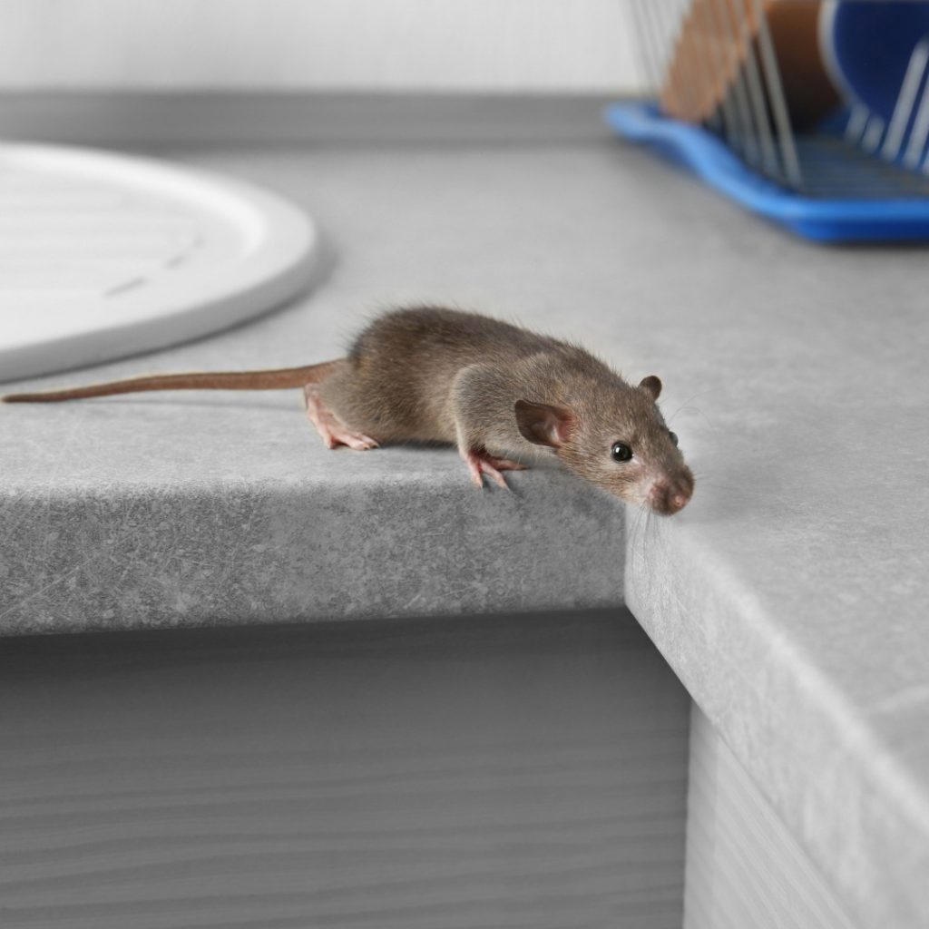 Emergency pest exterminator responding to rodent and bed bug issues in Calgary